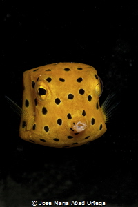 Yellow boxfish (Ostracion cubicum) by Jose Maria Abad Ortega 